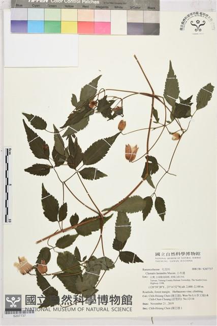 小木通藏品圖，第1張