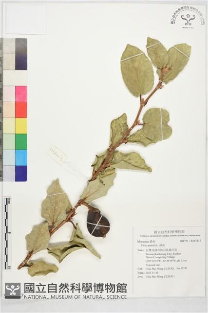 薜荔藏品圖，第1張