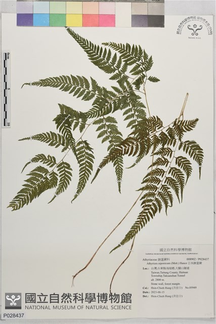 日本蹄蓋蕨藏品圖，第1張