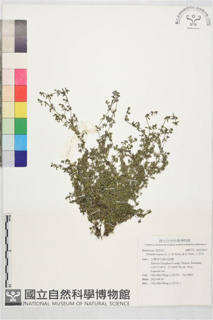 小牙草藏品圖，第1張