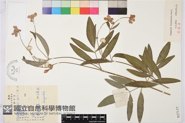 棉團鐵線蓮藏品圖，第1張