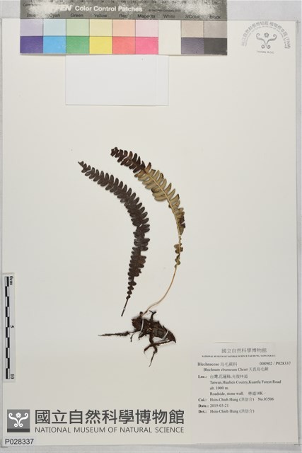 天長烏毛蕨藏品圖，第1張
