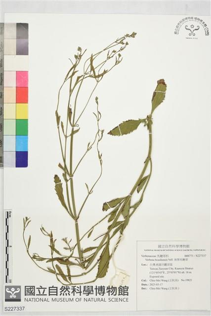 狹葉馬鞭草藏品圖，第1張