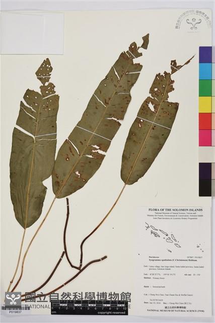 登錄號:P019837藏品圖，第1張