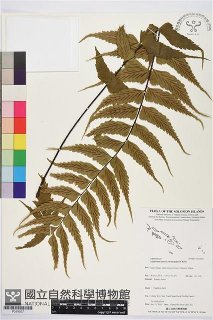 登錄號:P019937藏品圖，第1張