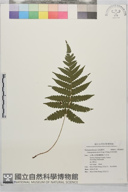 非洲茯蕨藏品圖，第1張