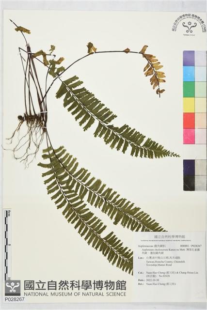 薄葉孔雀鐵角蕨、邊孢鐵角蕨藏品圖，第1張