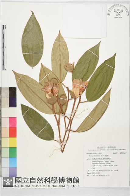 榴槤藏品圖，第1張