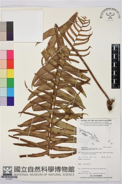 登錄號:P019967藏品圖，第1張