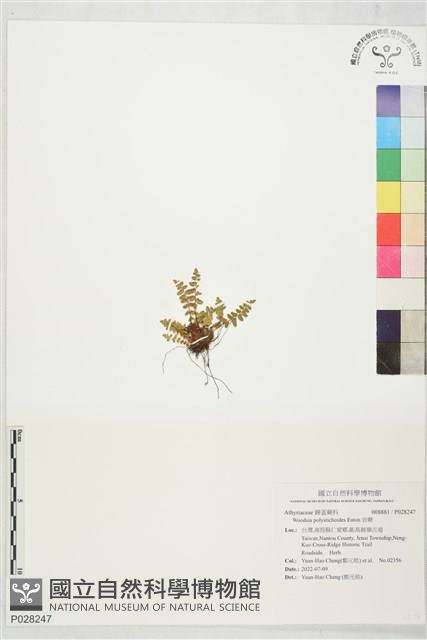 岩蕨藏品圖，第1張
