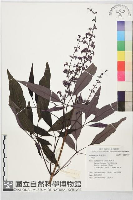 登錄號:S227447藏品圖，第1張