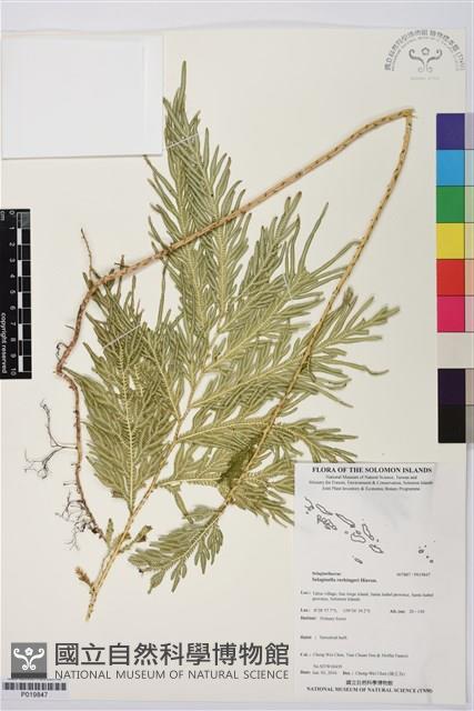 登錄號:P019847藏品圖，第1張