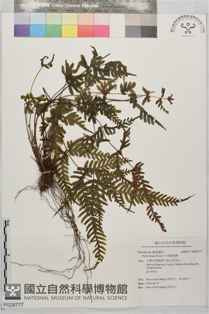 天草鳳尾蕨藏品圖，第1張