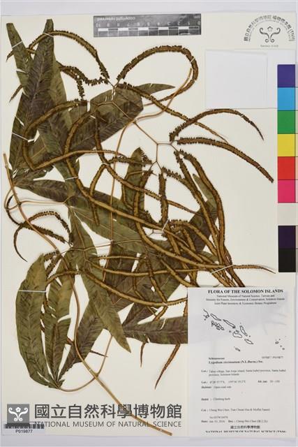 Accession Number:P019877 Collection Image