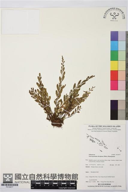 登錄號:P019977藏品圖，第1張