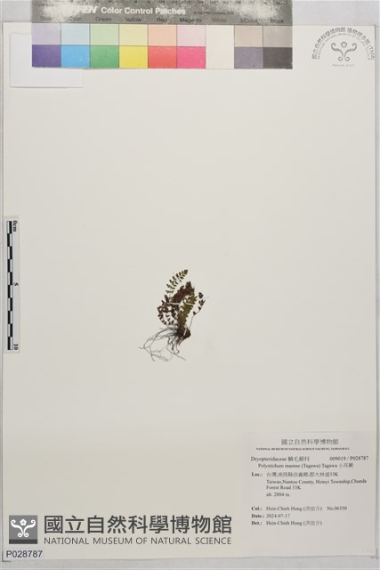 小耳蕨藏品圖，第1張