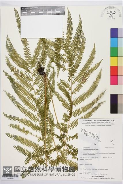 登錄號:P019887藏品圖，第1張