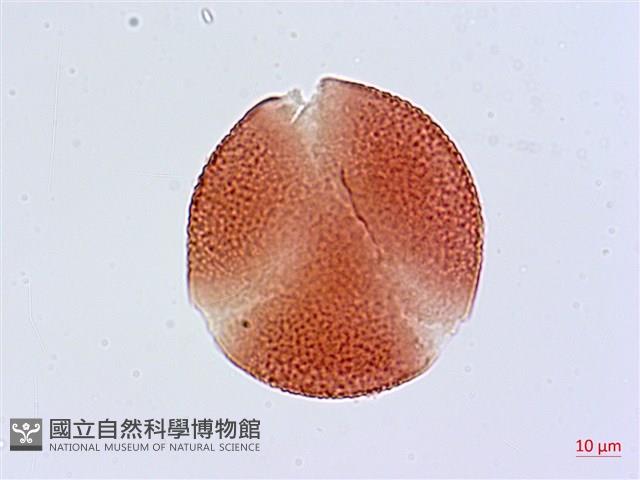 大血藤藏品圖，第1張