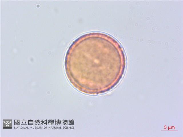 蘭嶼蘋婆藏品圖，第2張