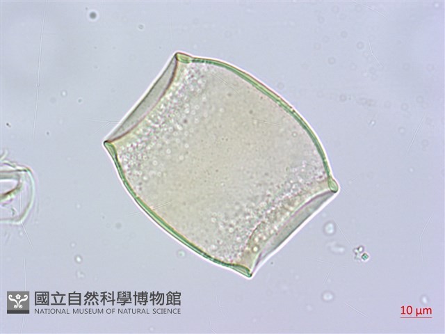蘭嶼念珠藤藏品圖，第2張