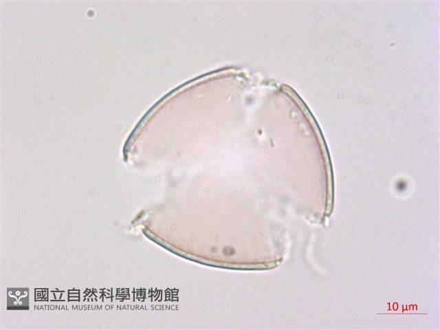 玉山小米草藏品圖，第1張