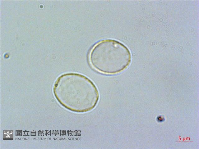 奮起湖冷水麻藏品圖，第1張