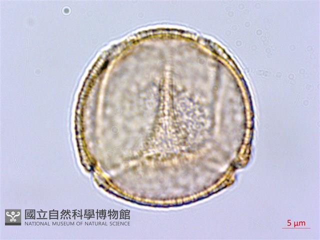 小果酸模藏品圖，第1張