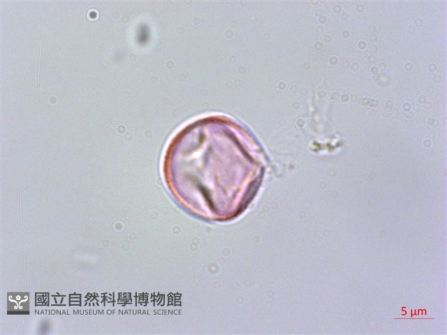 旋莢木藏品圖，第2張
