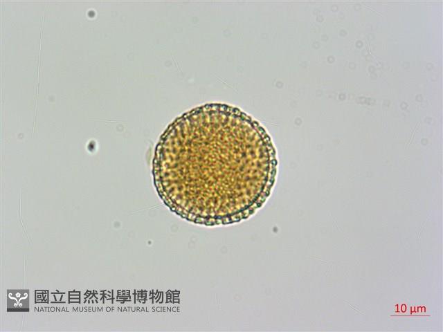 Little Fruit Privet Collection Image, Figure 1, Total 3 Figures