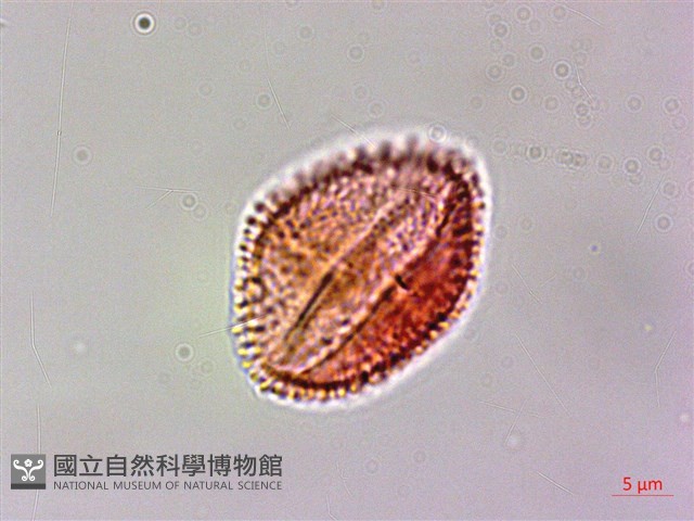 翼柄花椒藏品圖，第1張