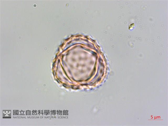 豬草、瘤果菊藏品圖，第2張