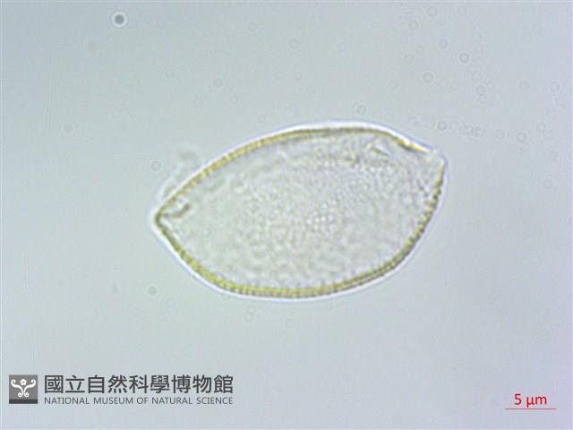 束心蘭藏品圖，第1張