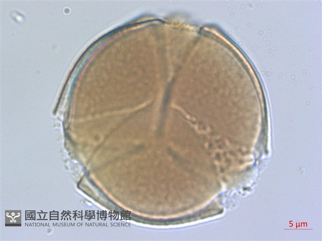 鵝鸞鼻決明藏品圖，第1張