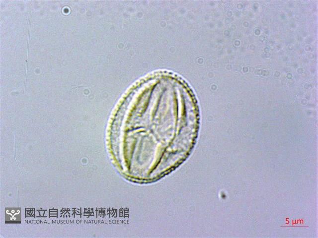 石吊蘭、吊石苣苔藏品圖，第2張