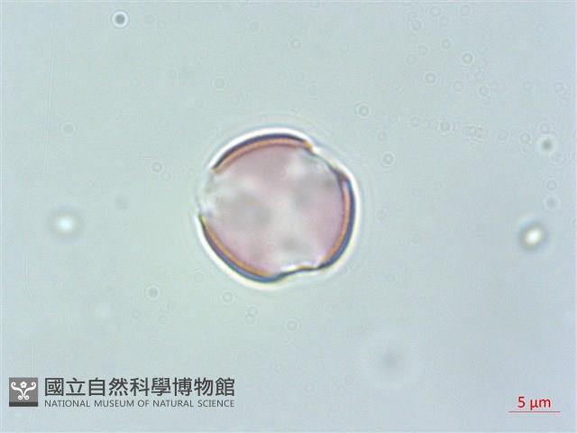 野甘草、甜珠子草藏品圖，第1張