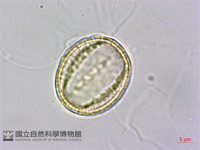 掌葉毛茛藏品圖，第1張