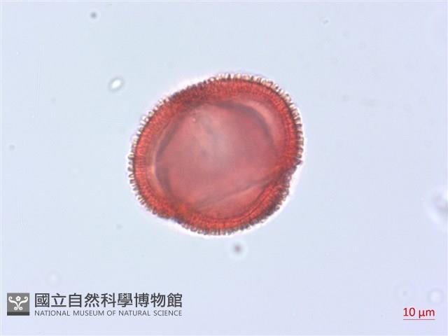 烏面馬、白花藤藏品圖，第1張