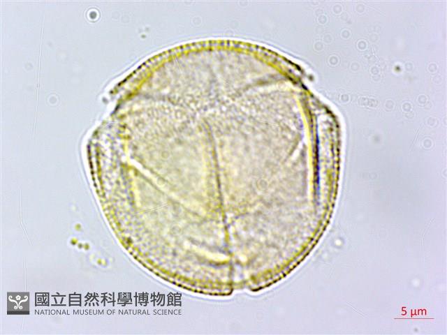 蓖麻藏品圖，第1張