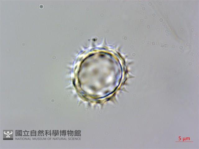 小花蔓澤蘭藏品圖，第2張