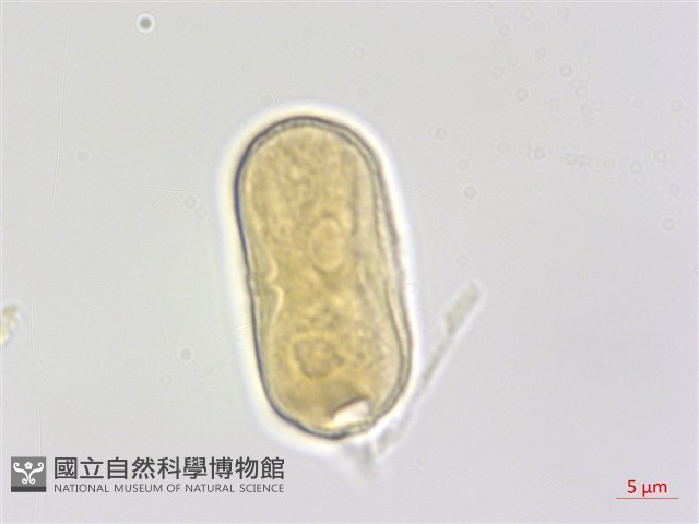 山薰香藏品圖，第1張