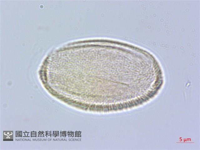 樟葉槭, 飛蛾子樹藏品圖，第2張