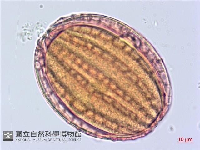 曲莖馬藍藏品圖，第1張