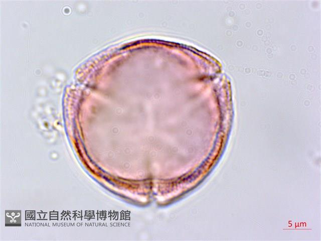 蓖麻藏品圖，第1張