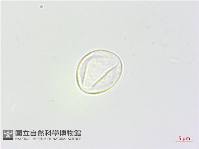 長葉苧麻藏品圖，第1張