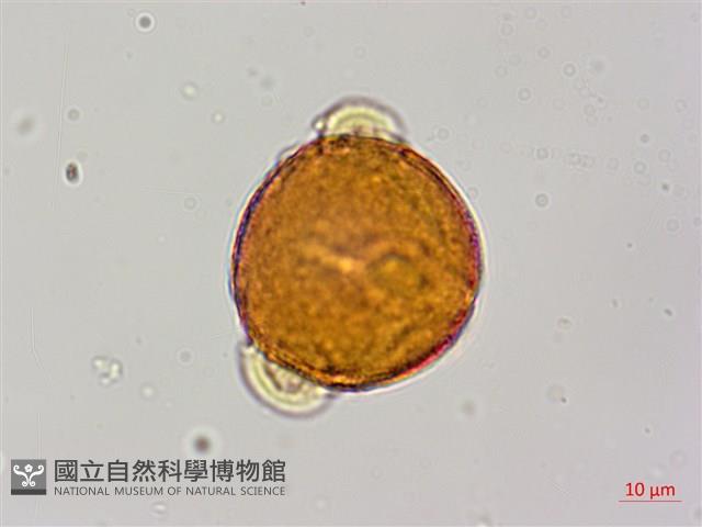 紅皮、葉下白、赤仔尾藏品圖，第2張