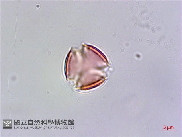 玉山佛甲草藏品圖，第2張