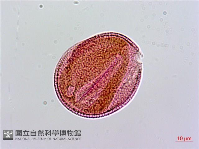 登錄號:S136556藏品圖，第1張