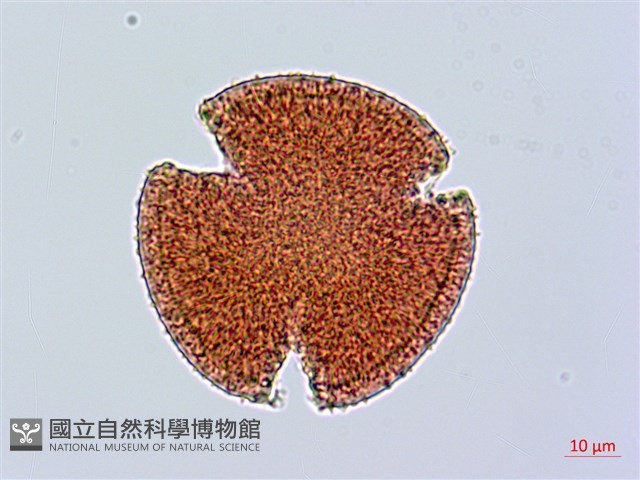 臺灣糯米條藏品圖，第2張