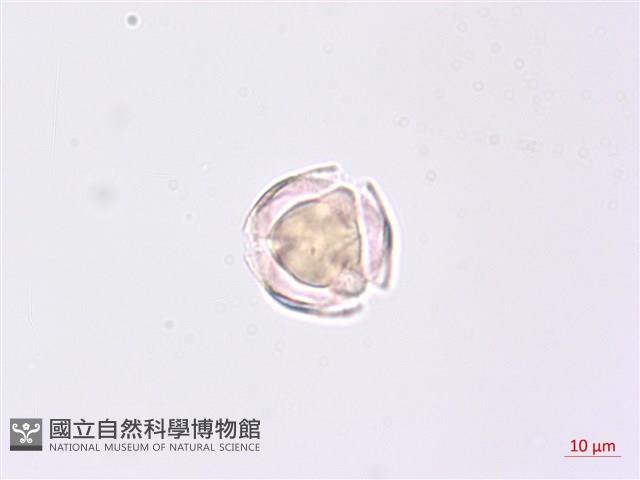 龍珠藏品圖，第2張