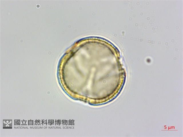 魚木藏品圖，第1張